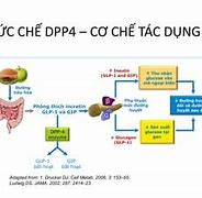 Cơ Chế Ức Chế Dpp4